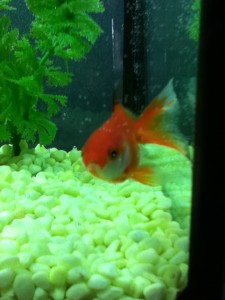 Fish banana "Banana" the goldfish