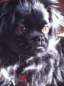 IMG_0110 Lola enjoying the sun